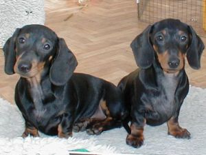 Two Hampdach Dachshund Puppies sat on a step