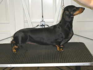 Hampdach Bewitched being stood for show