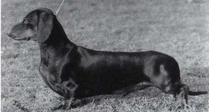 Champion Kerngot Ringmaster of Hampdach