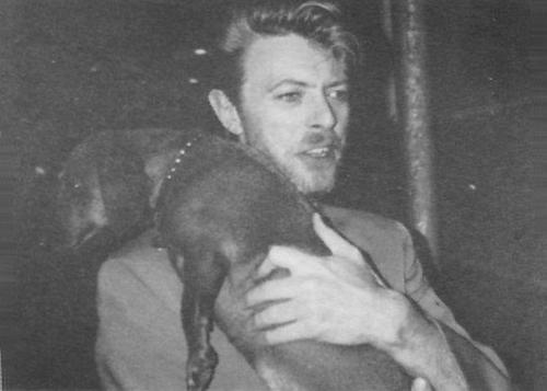 Bowie with dachshund