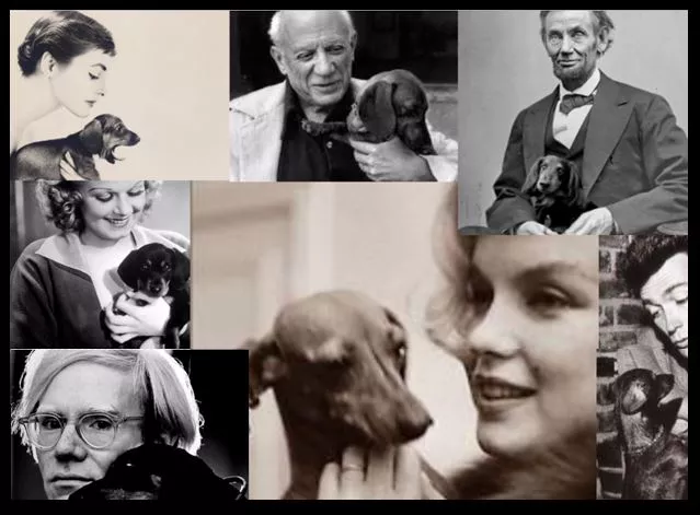 pet centar online shop